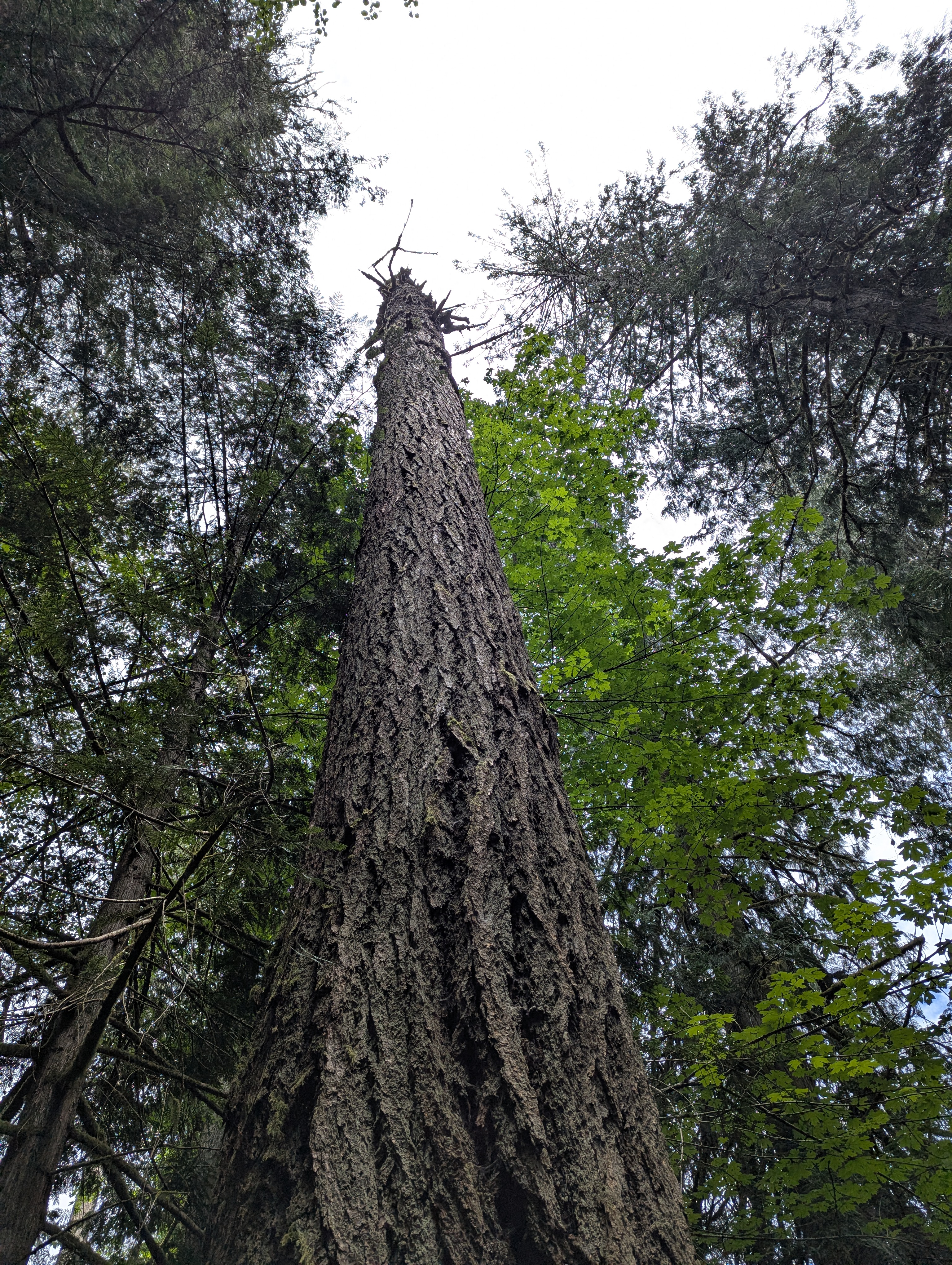 Birthday Trip to Canada, Cathedral Grove, Vancouver Island